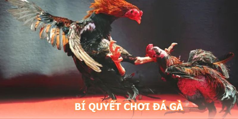 Bí quyết chơi đấu gà hiệu quả bạn nên áp dụng